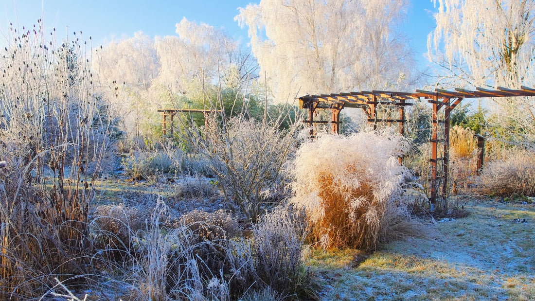 How to protect your garden from winter frosts, by Make Their Day florist
