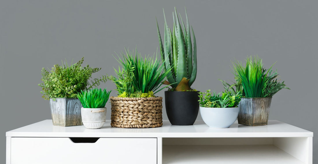 Creating a Stylish Indoor Plant Display by Make Their Day florist Cheltenham