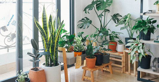 Best house plants for purifying the air in your home by Make Their Day florist