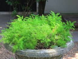 Asparagus Ferns