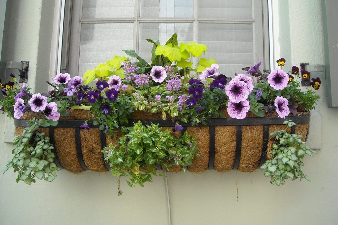 Window Boxes A practical guide to get the maximum joy for everyone.