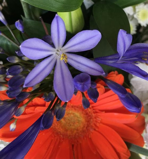 Anne Radcliffe Hand Tied Bouquet. This vibrant bouquet beautifully combines orange, white and purple flowers to make a simple and stylish gift. It portrays Anne Radcliffe's vivid descriptions of lush landscapes and long travel scenes. Perfect for a birthday or anniversary celebration.