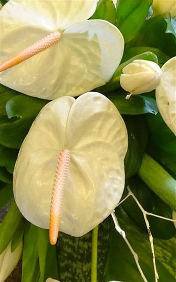 This modern, sophisticated teardrop shaped funeral floral tribute is an elegant and the perfect final gift. The casket spray is made with white Anthuriums and seasonal flowers.
