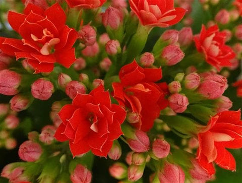 Kalanchoe is a bushy, evergreen perennial with fleshy round leaves with a scalloped edge that grow to about 40cm tall.