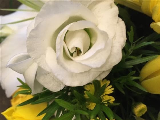 This loose, domed funeral posy is created from yellow and white seasonal flowers and foliages.