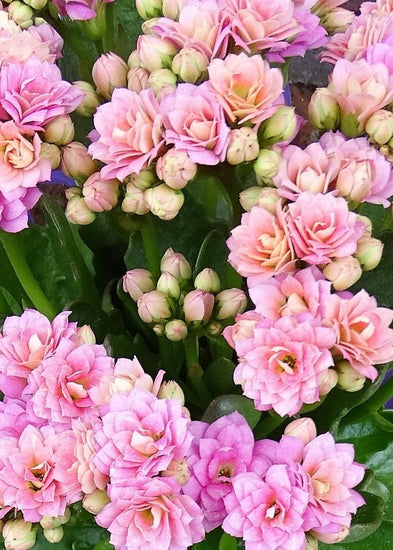 Kalanchoe is a bushy, evergreen perennial with fleshy round leaves with a scalloped edge that grow to about 40cm tall.