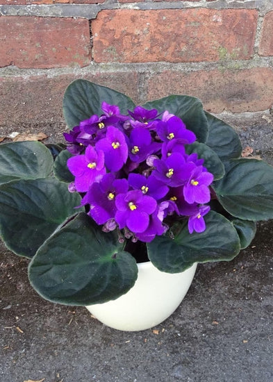 African Violets - Make Their Day Florist