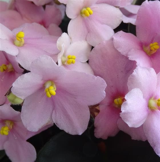 African Violets - Make Their Day Florist