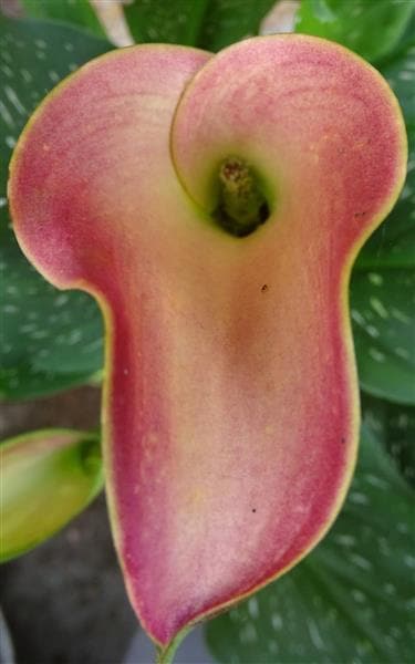 Calla Lily Plant - Make Their Day Florist