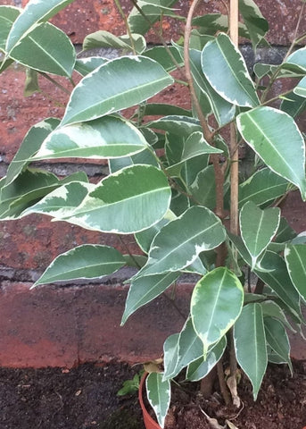 Ficus 'Benjamina' or Weeping Fig - Make Their Day Florist