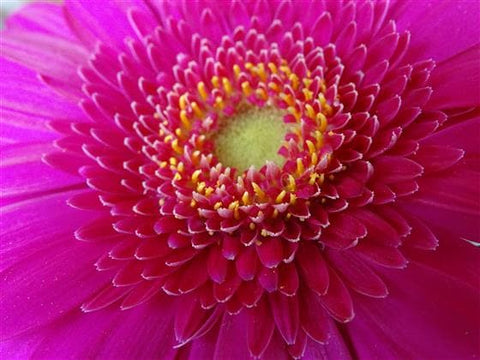 Hestia Flower Basket - Make Their Day Florist