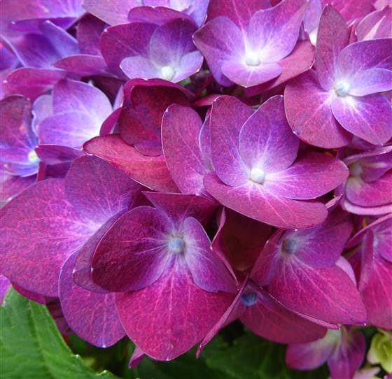 Hydrangea Plant - Make Their Day Florist