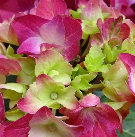 Hydrangea Plant - Make Their Day Florist