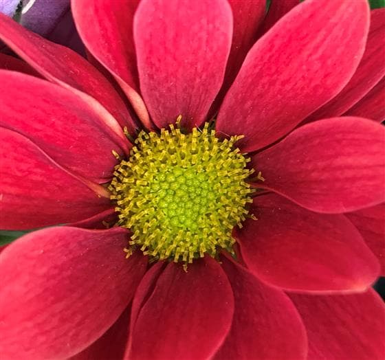 Merci Flower Basket - Make Their Day Florist