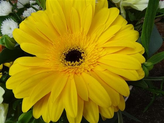 Nemesis Flower Basket - Make Their Day Florist