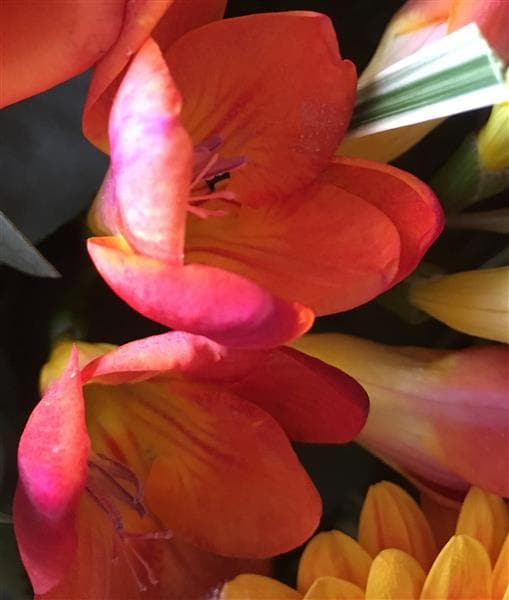 Orange Seasonal Funeral Casket Spray - Make Their Day Florist