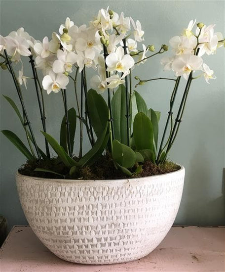 Orchid Planter - Make Their Day Florist