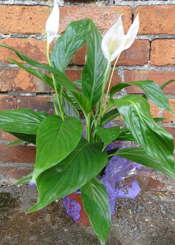 Peace Lily - Make Their Day Florist