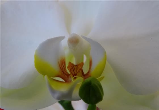 Phalaenopsis Orchid - Make Their Day Florist