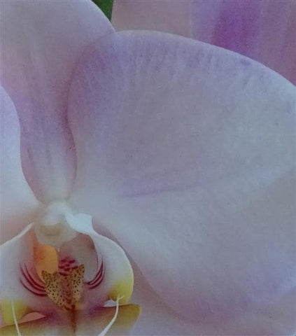Phalaenopsis Orchid - Make Their Day Florist