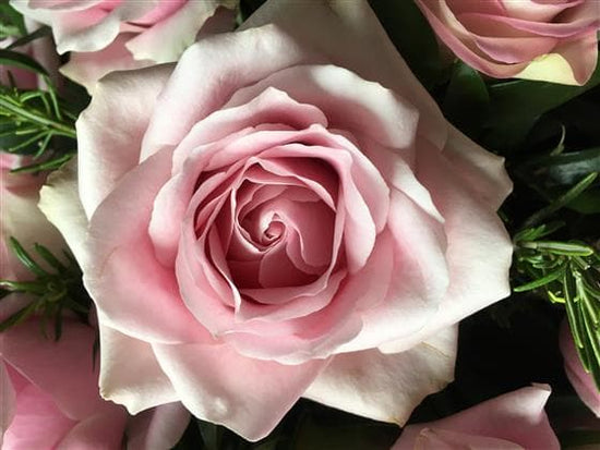 Pink Rose Funeral Casket Spray - Make Their Day Florist