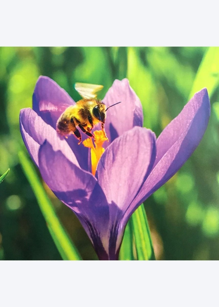 Purple Crocus Blank Greetings Card - Make Their Day Florist