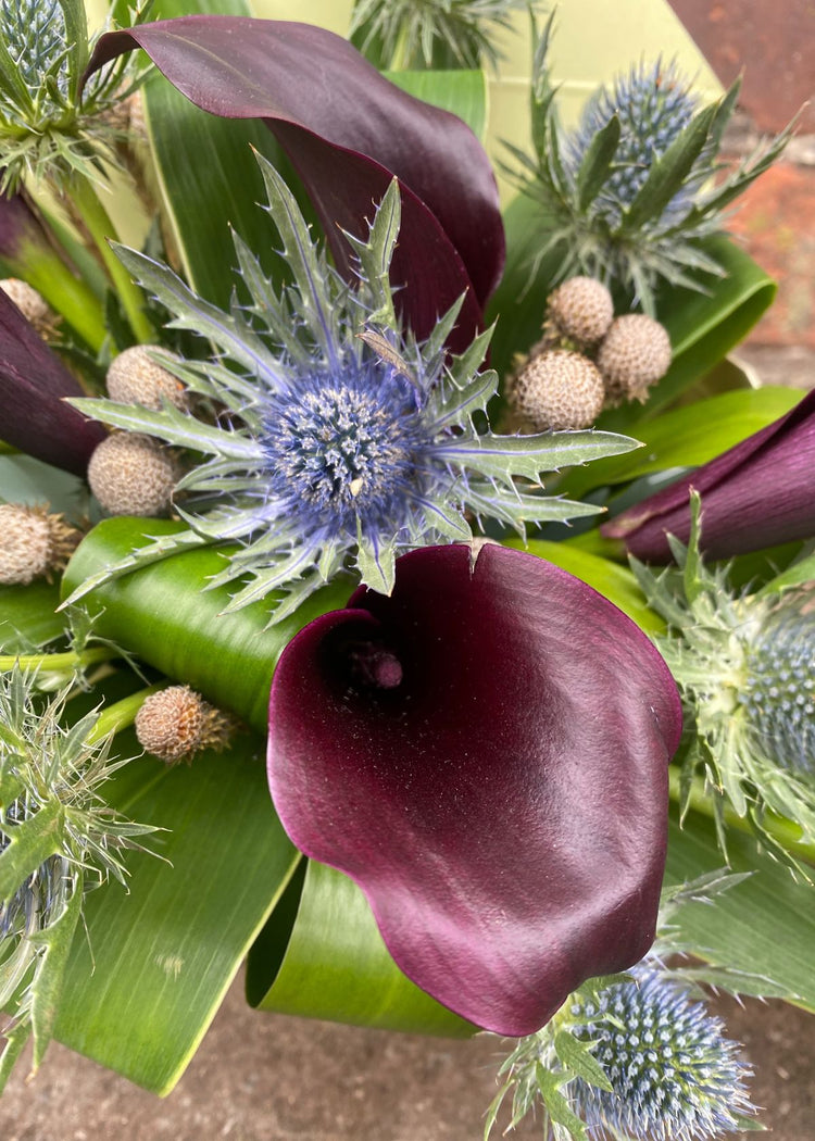 Ideal for the family man, ready to be enjoyed in the heart of the home the Make Their Day Florist deep plum Calla Lilies, bursting from the box demonstrating how you love him so much you could burst too.