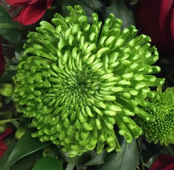 Red & Green Funeral Wreath - Make Their Day Florist
