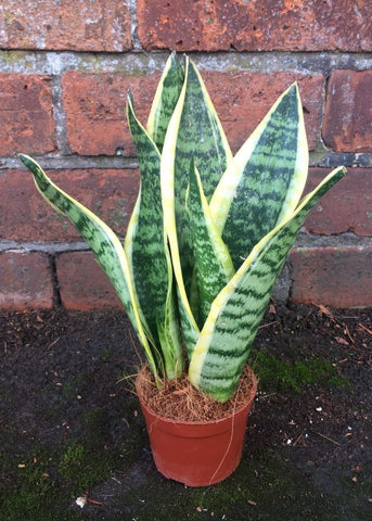 Sanseveria or 'Mother-in-law's Tongue' - Make Their Day Florist