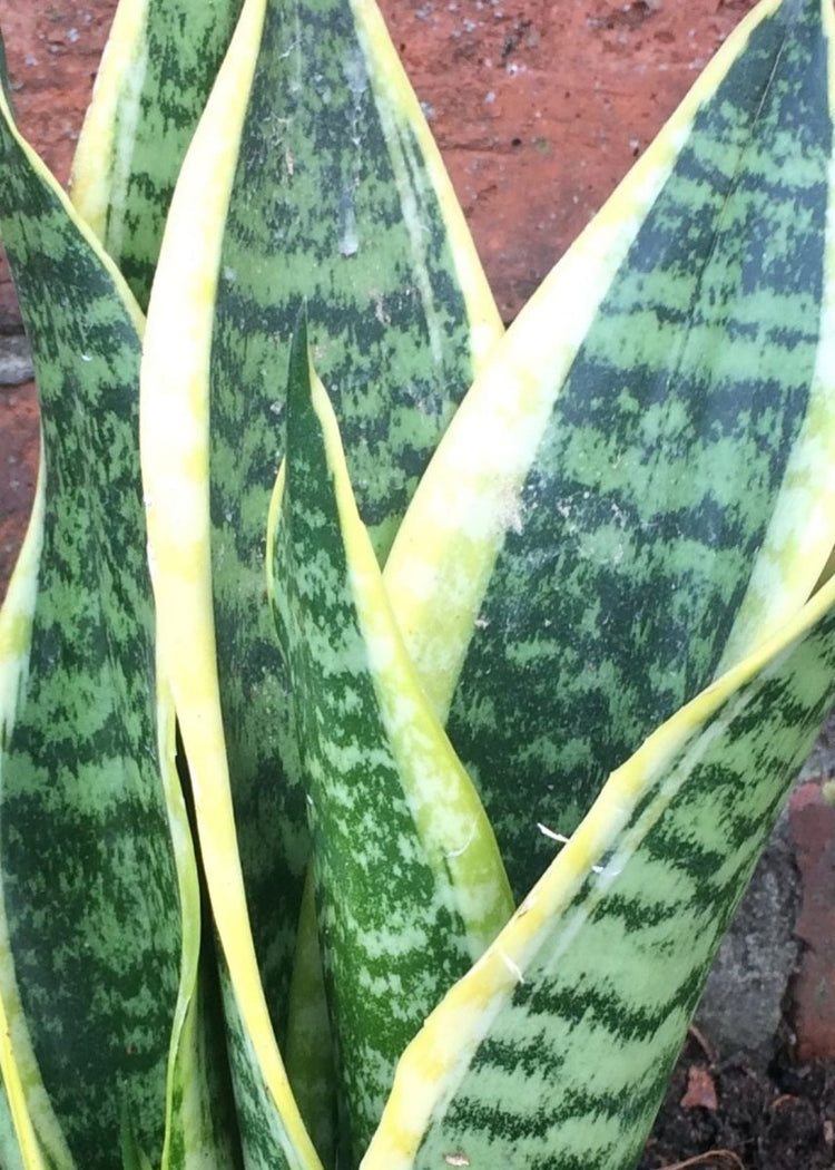 Sanseveria or 'Mother-in-law's Tongue' - Make Their Day Florist