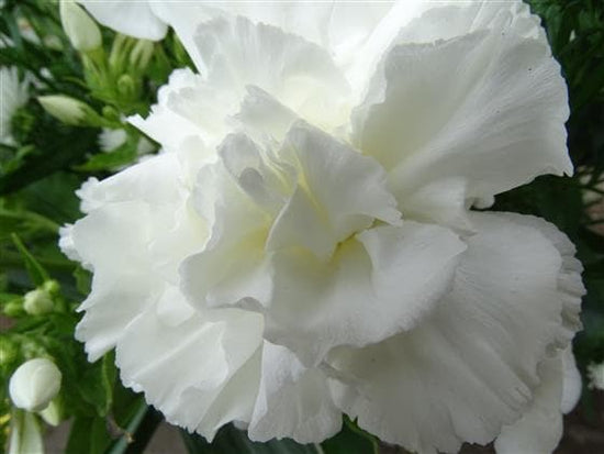 Snow White Bouquet in a Vase - Make Their Day Florist