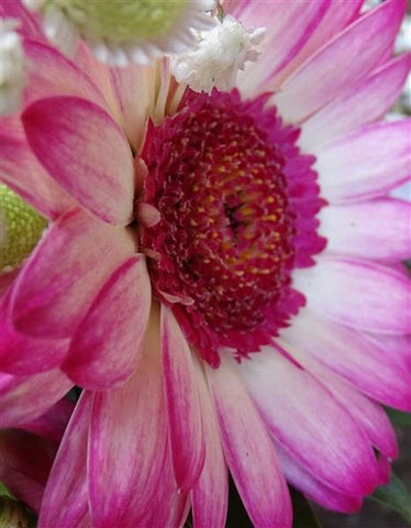 Tickled Pink Floral Bag Arrangement - Make Their Day Florist