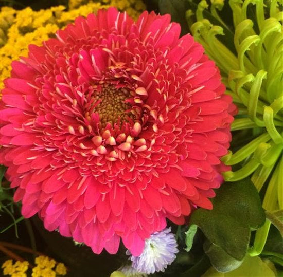 Vibrant Funeral Casket Spray - Make Their Day Florist