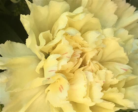 Yellow, Blue & Cream Funeral Spray - Make Their Day Florist