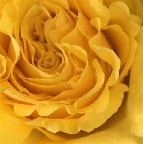 Yellow & White Funeral Spray - Make Their Day Florist